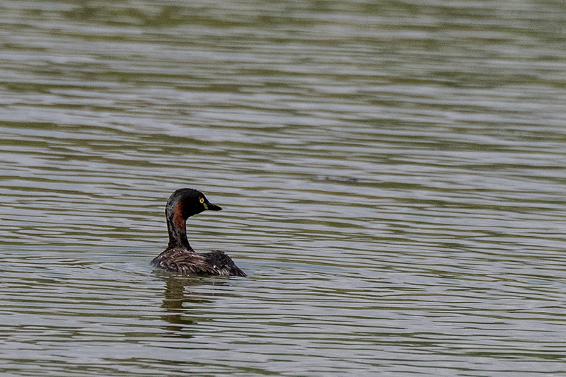 Australasian Grebe, Wallengarra Wastewater Treatment Ponds, Australia