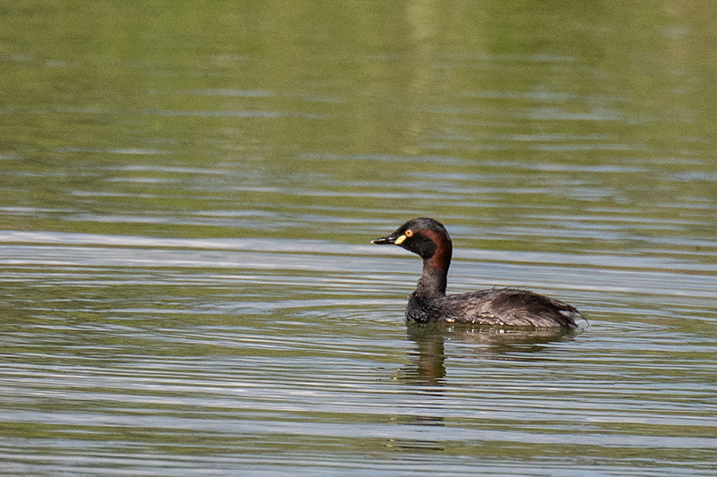 Australasian Grebe, Wallengarra Wastewater Treatment Ponds, Australia