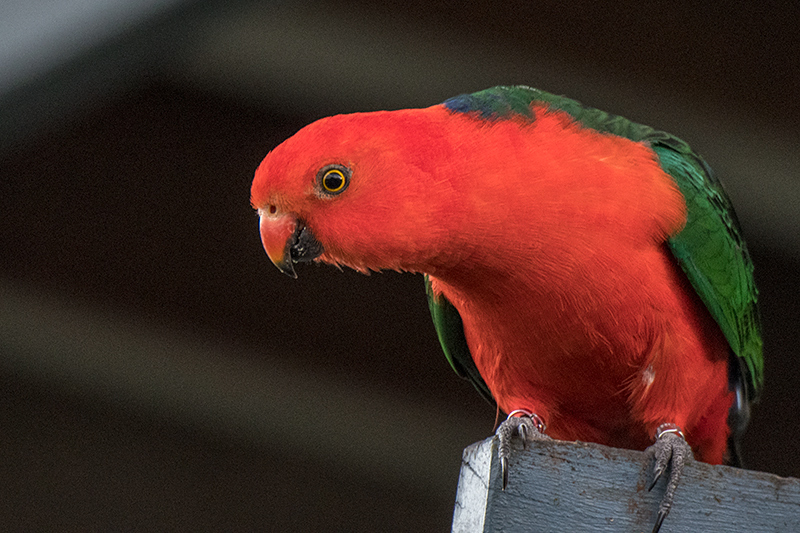 Australian King-Parrot, Australian Endemic, O'Reilly's Rainforest Retreat, Australia