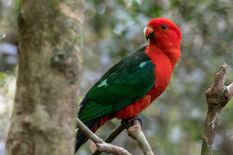 Australian King-Parrot, Australian Endemic, O'Reilly's Rainforest Retreat, Australia