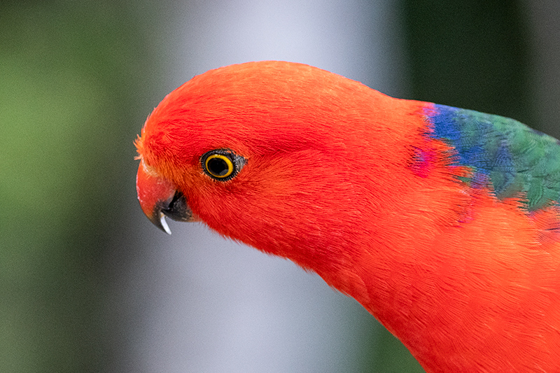 Australian King-Parrot, Australian Endemic, O'Reilly's Rainforest Retreat, Australia