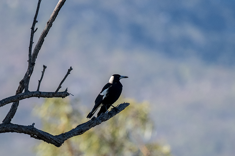 Australian Magpie, Mt Carbine Caravan Park, Australia