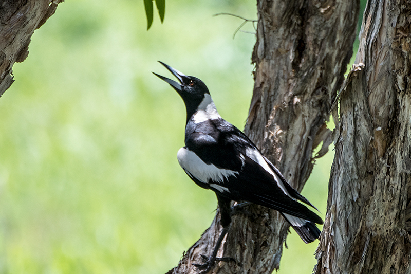 Australian Magpie, Dowse Lagoon, Australia