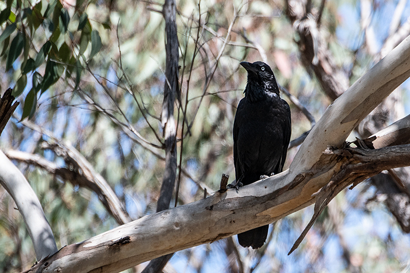 Australian Raven, Australian Endemic, Girraween NP, Australia