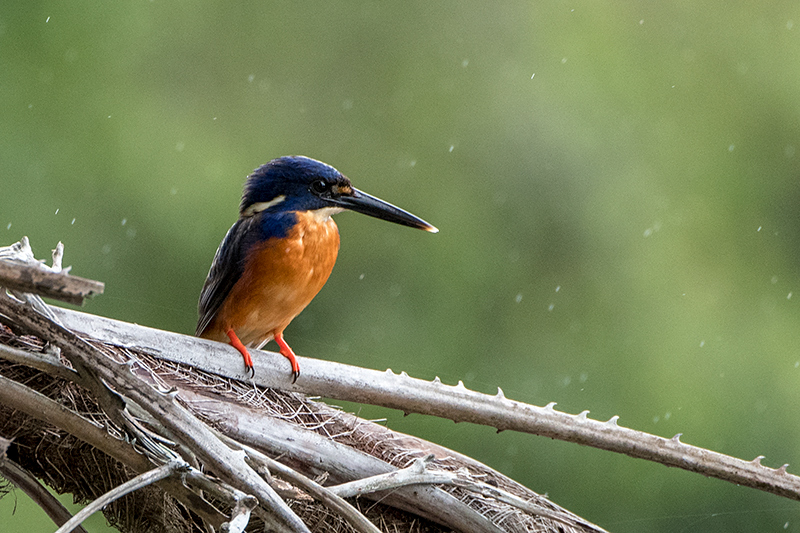 Azure Kingfisher, Cairns Botanic Gardens, Cairns, Australia