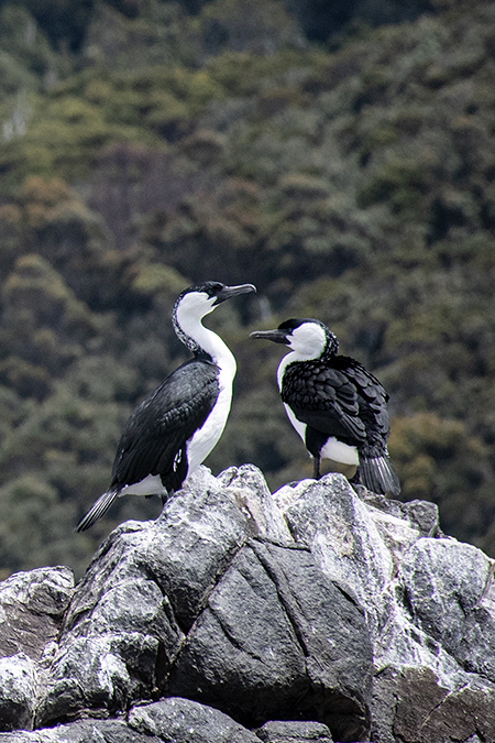 Black-faced Cormorant, Australian/Tasmanian Endemic, Bruny Island, Tasmania