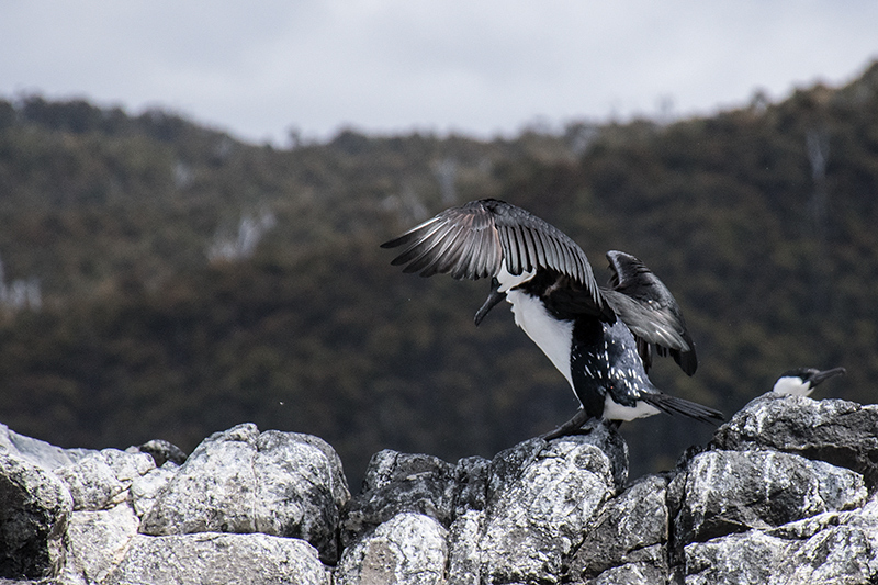 Black-faced Cormorant, Australian/Tasmanian Endemic, Bruny Island, Tasmania