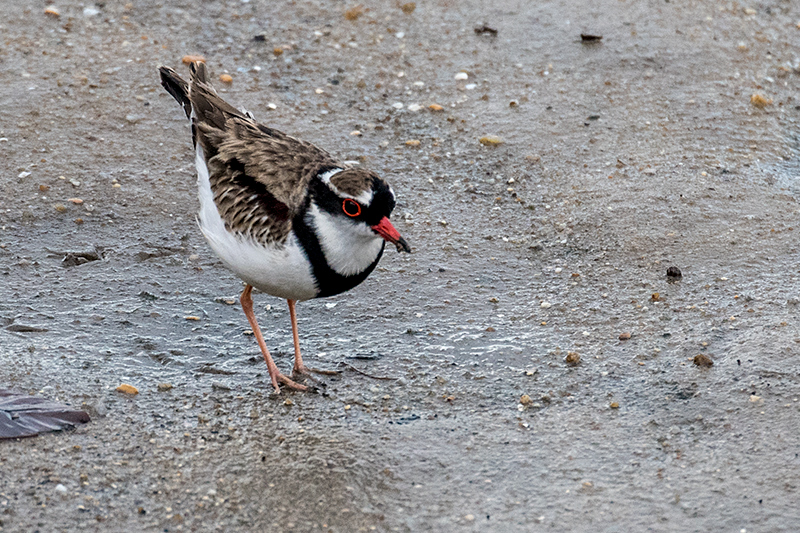 Black-fronted Dotterel, Cairns Esplanade, Australia