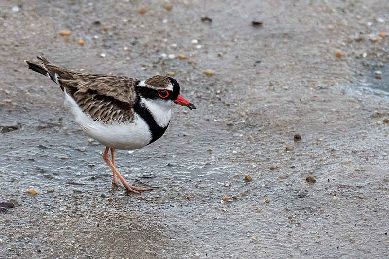 Black-fronted Dotterel, Cairns Esplanade, Australia