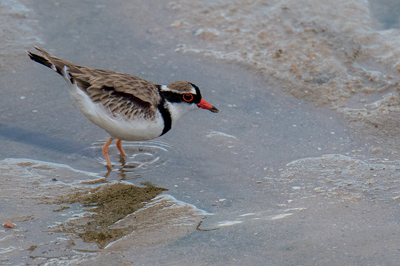 Black-fronted Dotterel, Cairns Esplanade, Australia