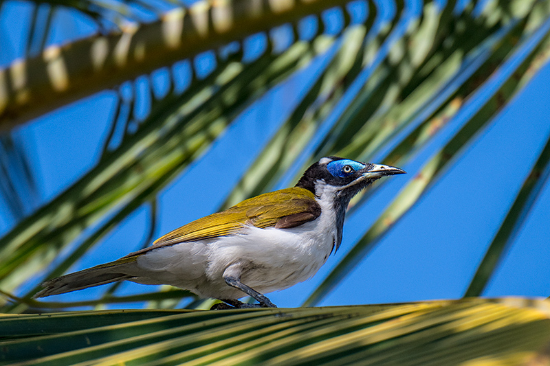 Blue-faced Honeyeater, West Mary Road, Mt Carbine, Australia