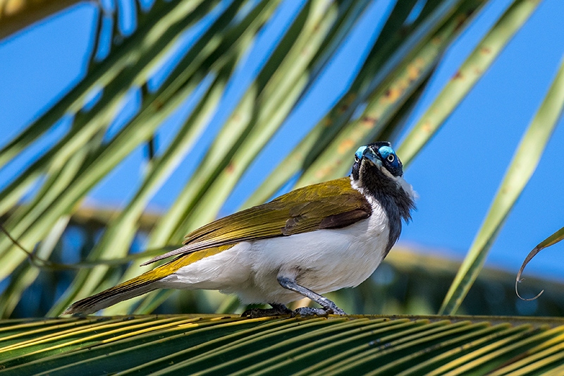 Blue-faced Honeyeater, West Mary Road, Mt Carbine, Australia