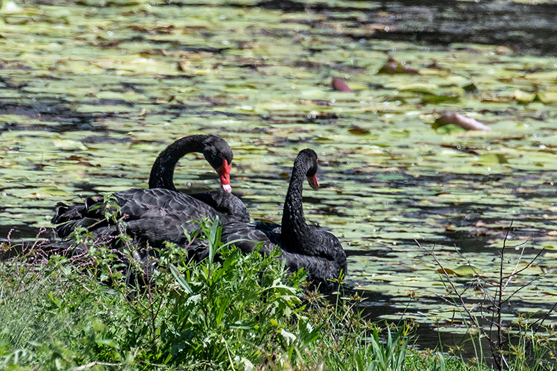 Black Swan, Dowse Lagoon, Sandgate, Australia