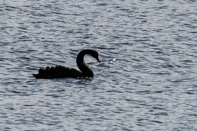 Black Swan, Gould's Lagoon, Tasmania