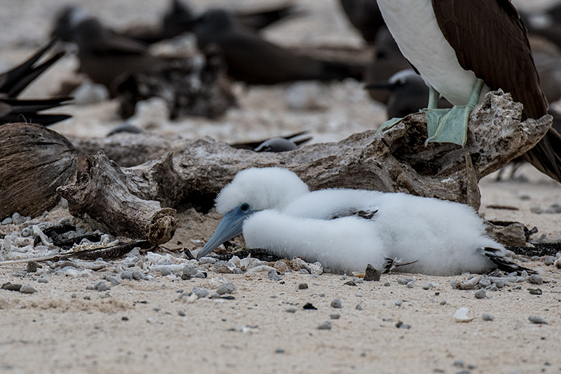 Juvenile Brown Booby, Michaelmas Cay, Australia