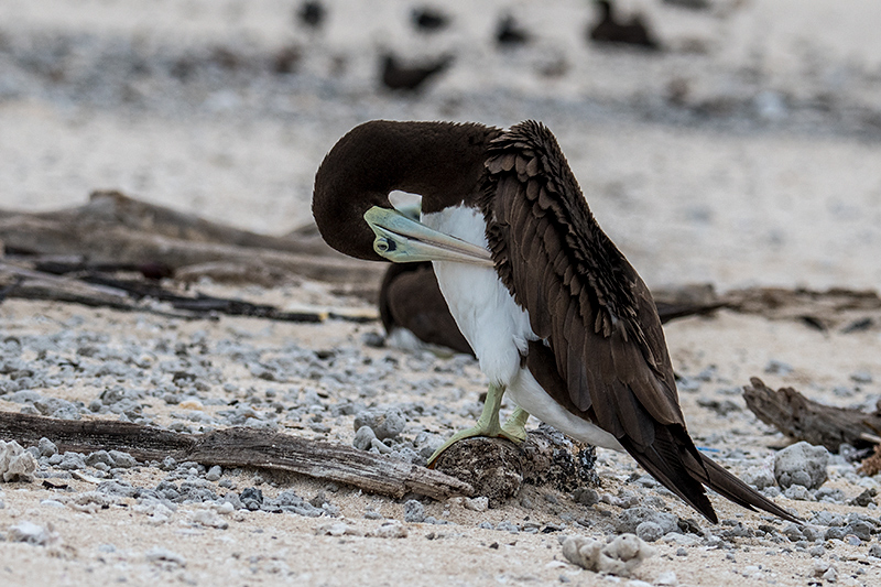 Brown Booby, Michaelmas Cay, Australia