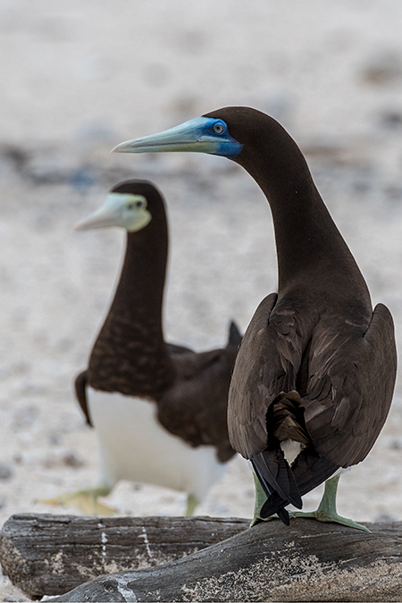 Brown Booby, Michaelmas Cay, Australia