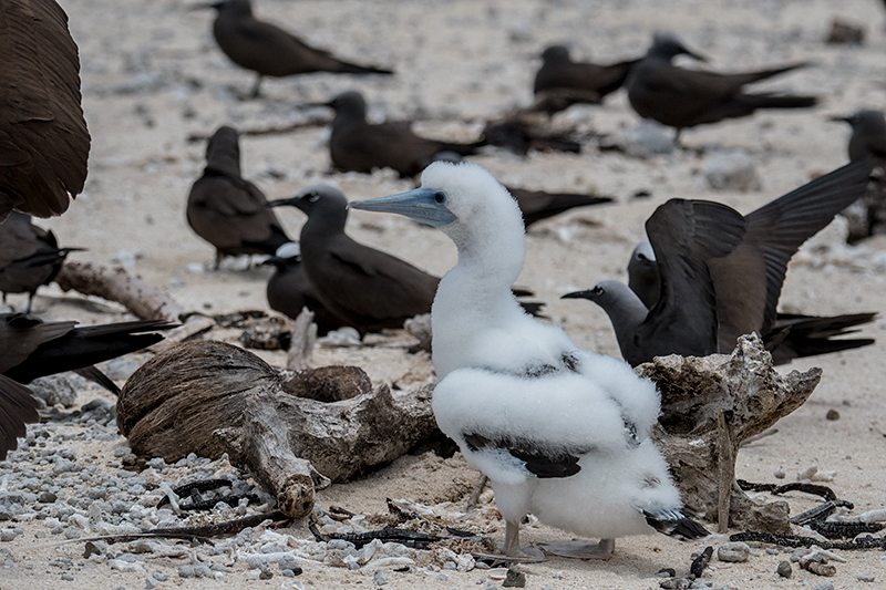 Juvenile Brown Booby, Michaelmas Cay, Australia