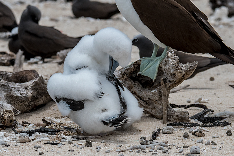 Juvenile Brown Booby, Michaelmas Cay, Australia