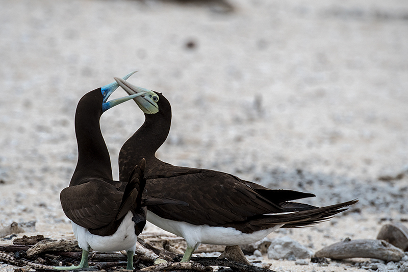 Brown Booby, Michaelmas Cay, Australia