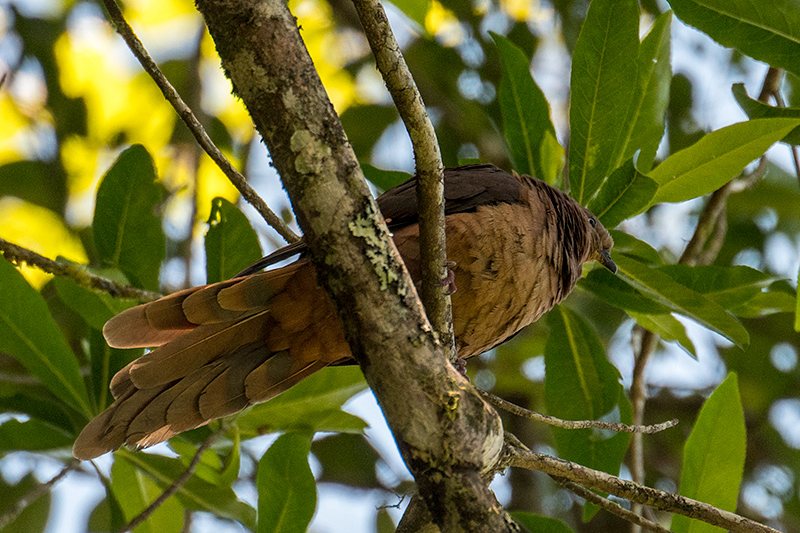 Brown Cuckoo-Dove, Australian Endemic, Mount Lewis NP, Julatten, Australia