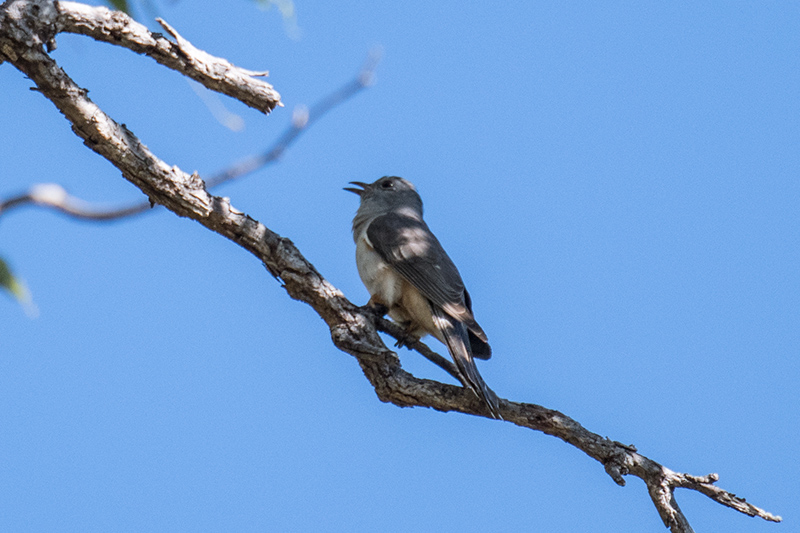 Brush Cuckoo, West Mary Road, Mt Carbine, Australia