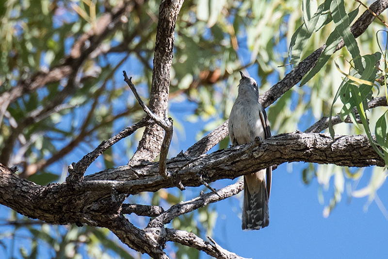 Brush Cuckoo, West Mary Road, Mt Carbine, Australia