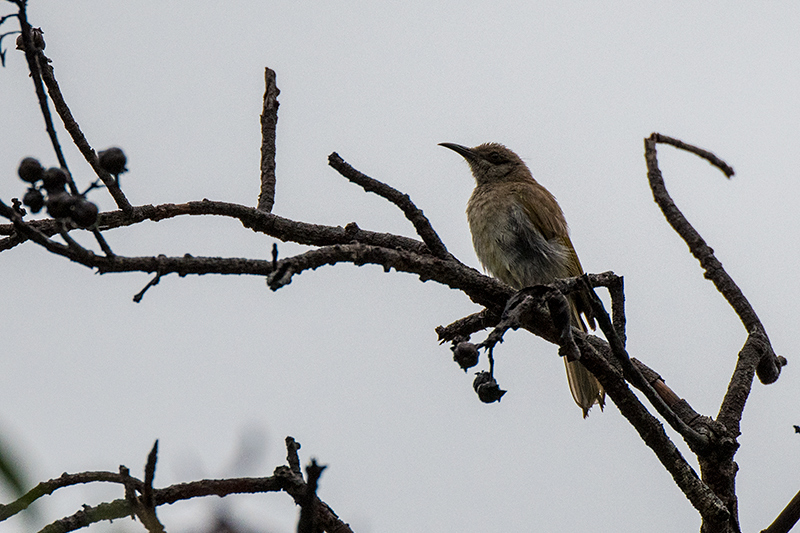 Brown Honeyeater, Bay Village Tropical Retreat, Cairns, Australia