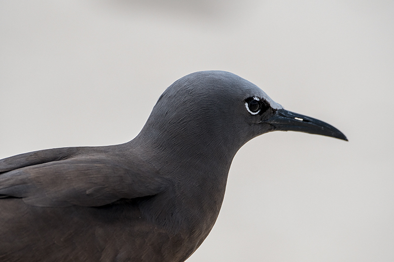 Brown Noddy (Common Noddy), Michaelmas Cay, Australia