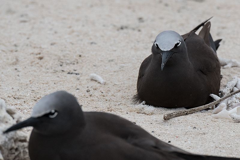 Brown Noddy (Common Noddy), Michaelmas Cay, Australia