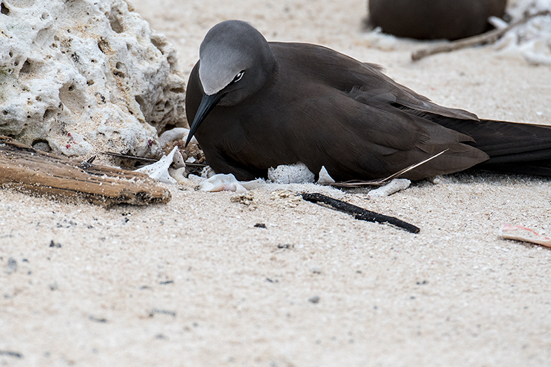 Brown Noddy (Common Noddy), Michaelmas Cay, Australia