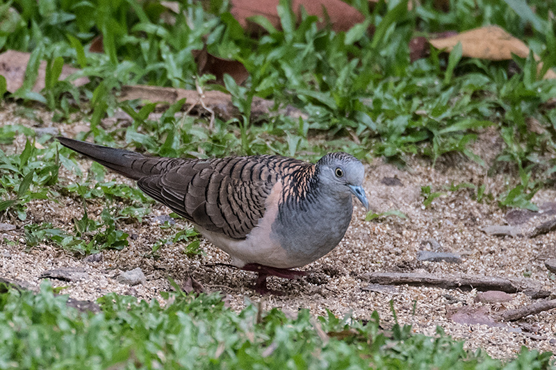 Bar-shouldered Dove, Kingfisher Park Birdwatchers Lodge, Julatten, Australia