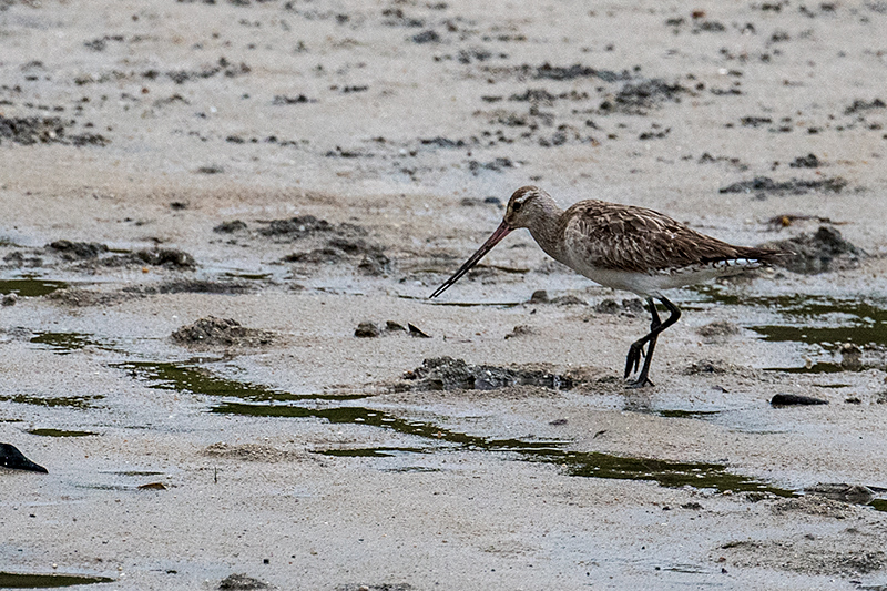 Bar-tailed Godwit, Cairns Esplanade, Australia