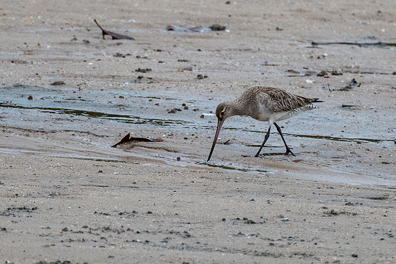 Bar-tailed Godwit, Cairns Esplanade, Australia