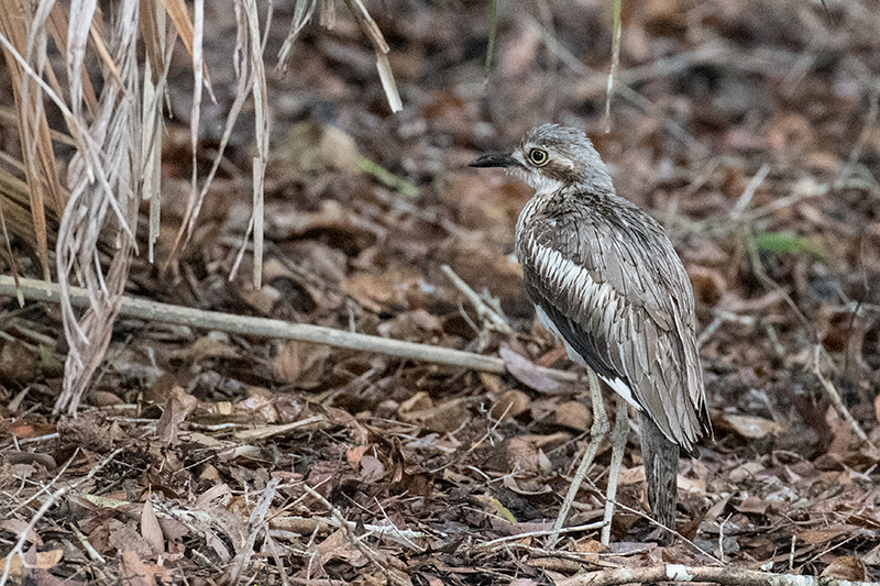 Bush Thick-knee (Bush Stone-curlew), Cairns Botanic Gardens, Cairns, Australia