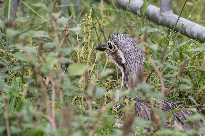 Bush Thick-knee (Bush Stone-curlew), Cairns Botanic Gardens, Cairns, Australia