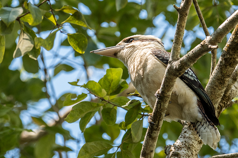 Blue-winged Kookaburra, Cairns Botanic Gardens, Cairns, Australia