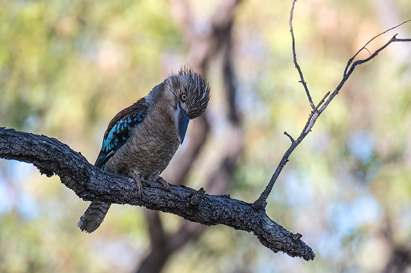 Blue-winged Kookaburra, Mt Carbine Caravan Park, Australia, Cairns, Australia