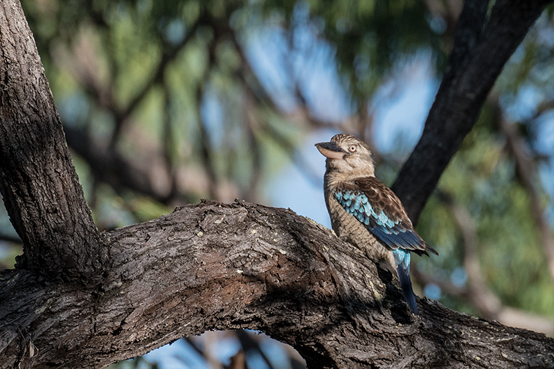 Blue-winged Kookaburra, Mt Carbine Caravan Park, Australia, Cairns, Australia