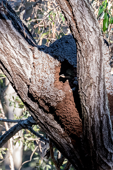 Blue-winged Kookaburra in Nest Hole, Mt Carbine Caravan Park, Australia, Cairns, Australia