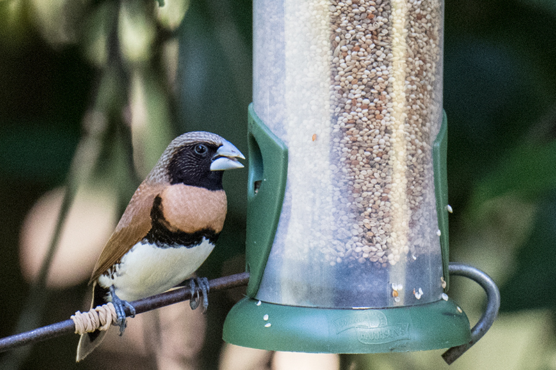 Chestnut-breasted Munia (Chestnut-breasted Mannikin), Kingfisher Park Birdwatchers Lodge, Julatten, Australia