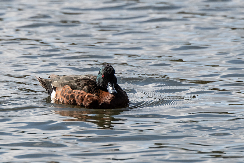 Chestnut Teal, Gould's Lagoon, Tasmania