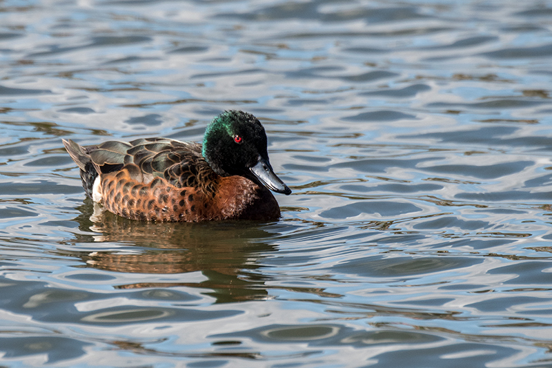 Chestnut Teal, Gould's Lagoon, Tasmania