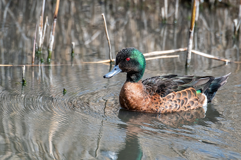 Chestnut Teal, Gould's Lagoon, Tasmania