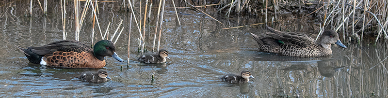 Chestnut Teal, Gould's Lagoon, Tasmania