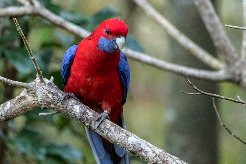 Crimson Rosella, O'Reilly's Rainforest Retreat, Australia