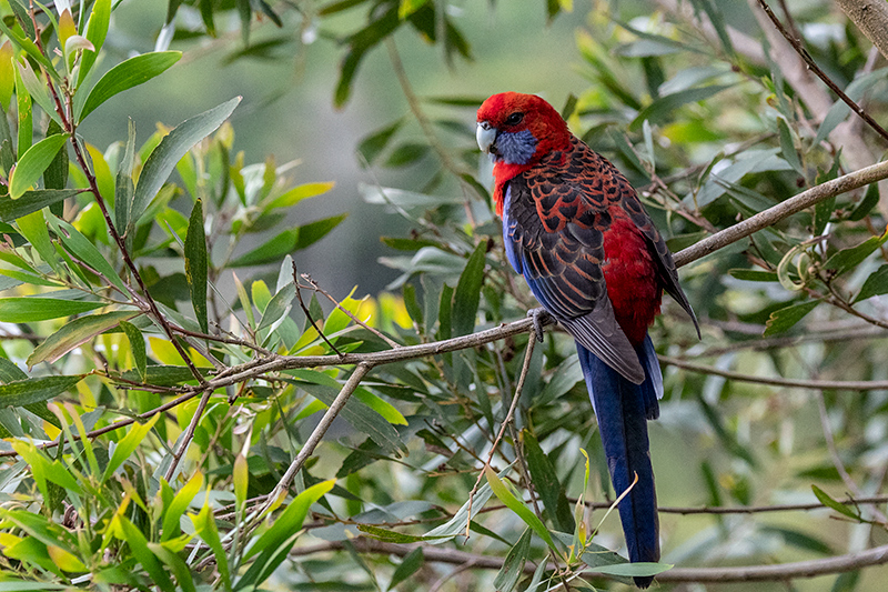 Crimson Rosella, Lamington NP, Australia