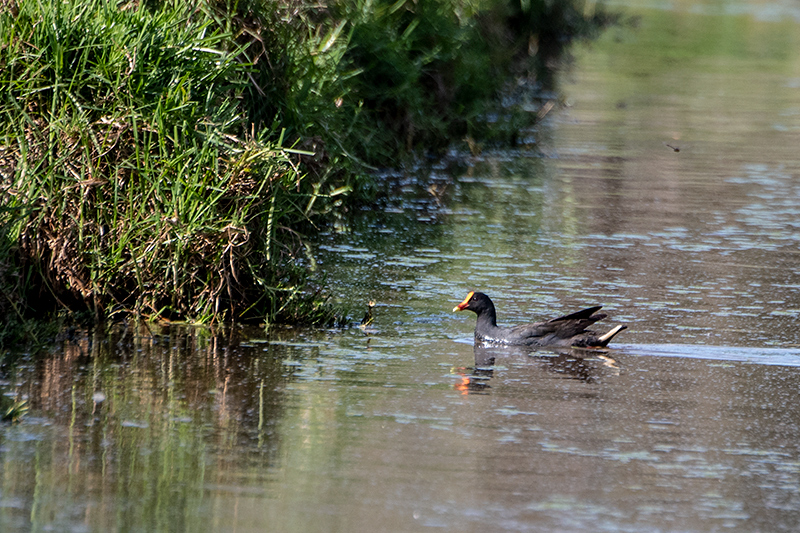 Dusky Moorhen, Wallengarra Wastewater Treatment Ponds, Australia