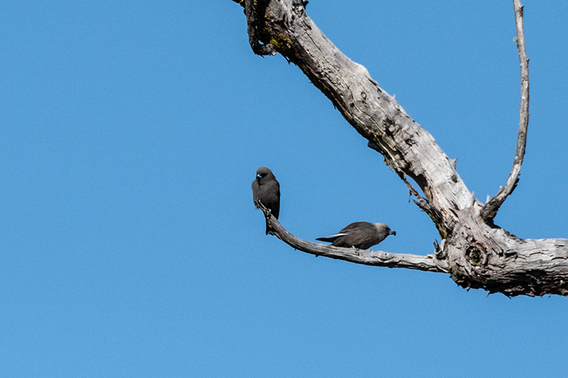 Dusky Woodswallow, Australian/Tasmanian Endemic, Old Wallengarra Road, Australia