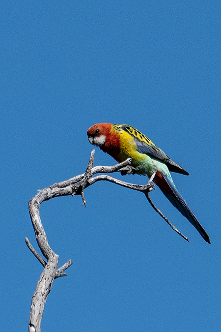 Eastern Rosella, Old Wallengarra Road, Australia